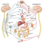 Anxiety Juice: Adrenaline